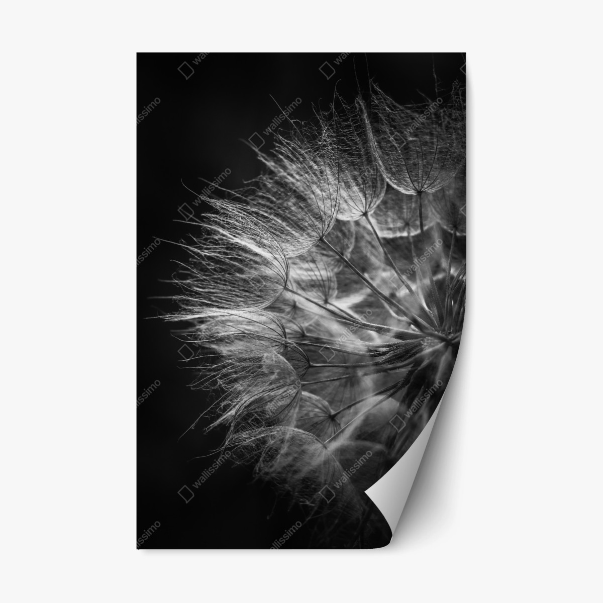 Repositionierbarer Aufkleber zarter löwenzahn in monochrom – Pixers®