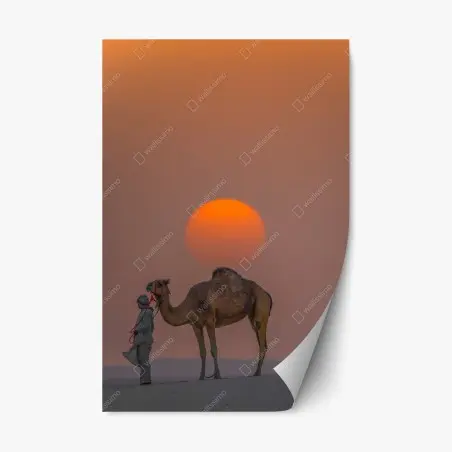 Repositionierbarer Aufkleber kamel vor sonnenuntergang in der wüste – Pixers®