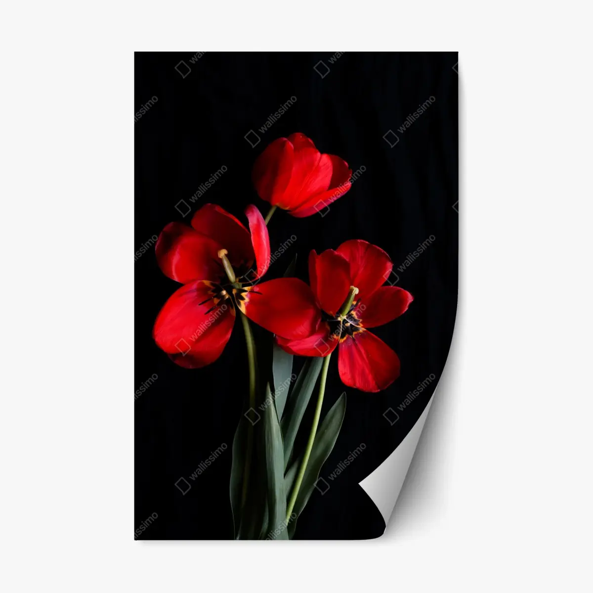 Repositionierbarer Aufkleber drei rote tulpen vor schwarzem hintergrund – Pixers®