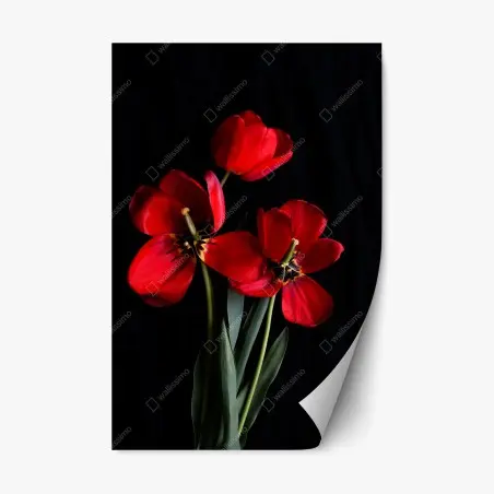 Repositionierbarer Aufkleber drei rote tulpen vor schwarzem hintergrund – Pixers®