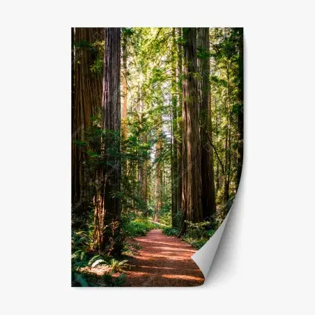 Repositionierbarer Aufkleber majestätischer weg im sekwoienwald – Pixers®