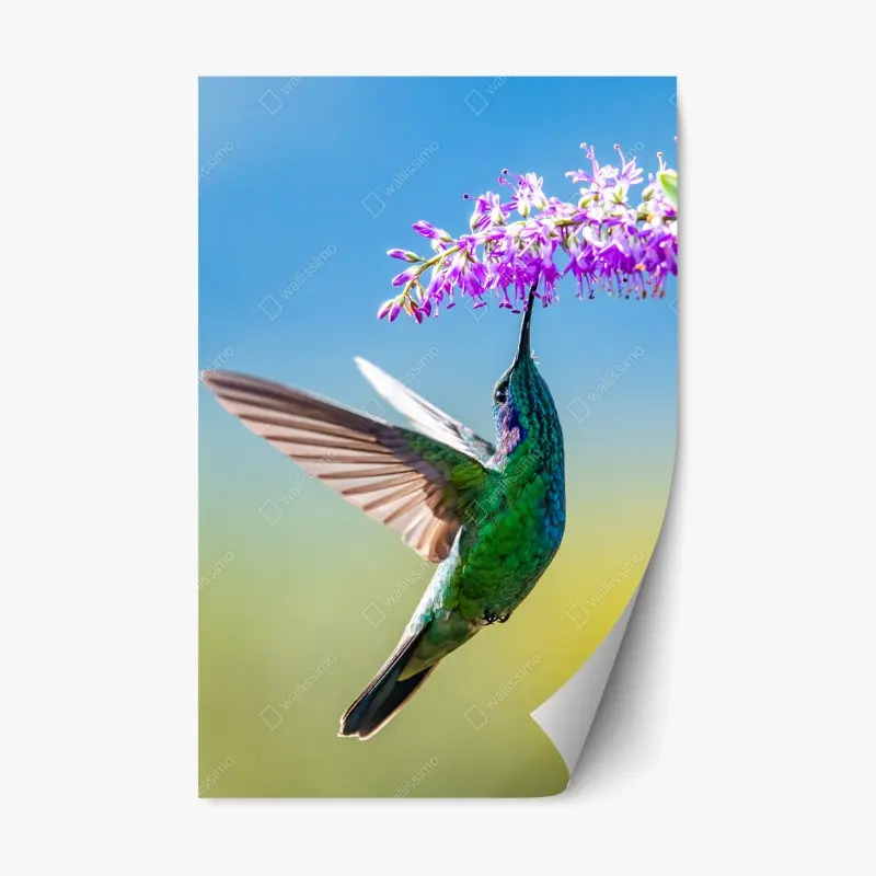 Repositionierbarer Aufkleber kolibri an violetter blüte