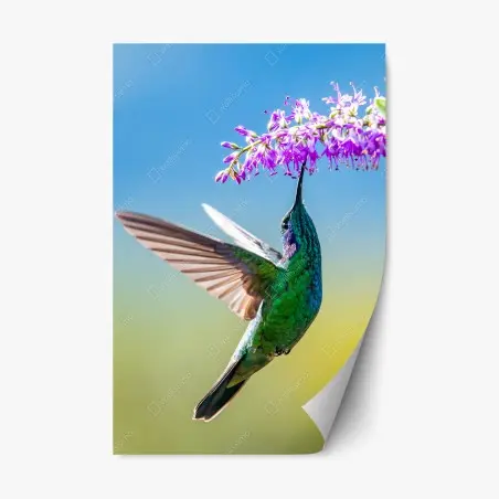 Repositionierbarer Aufkleber kolibri an violetter blüte – Pixers®