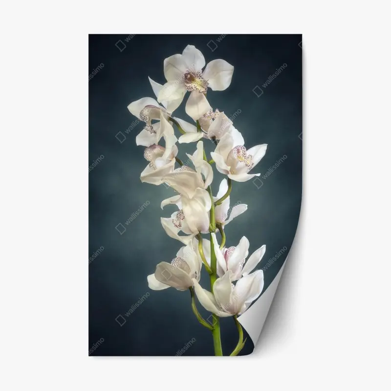 Repositionierbarer Aufkleber zarte weiße orchideen vor gedämpftem hintergrund