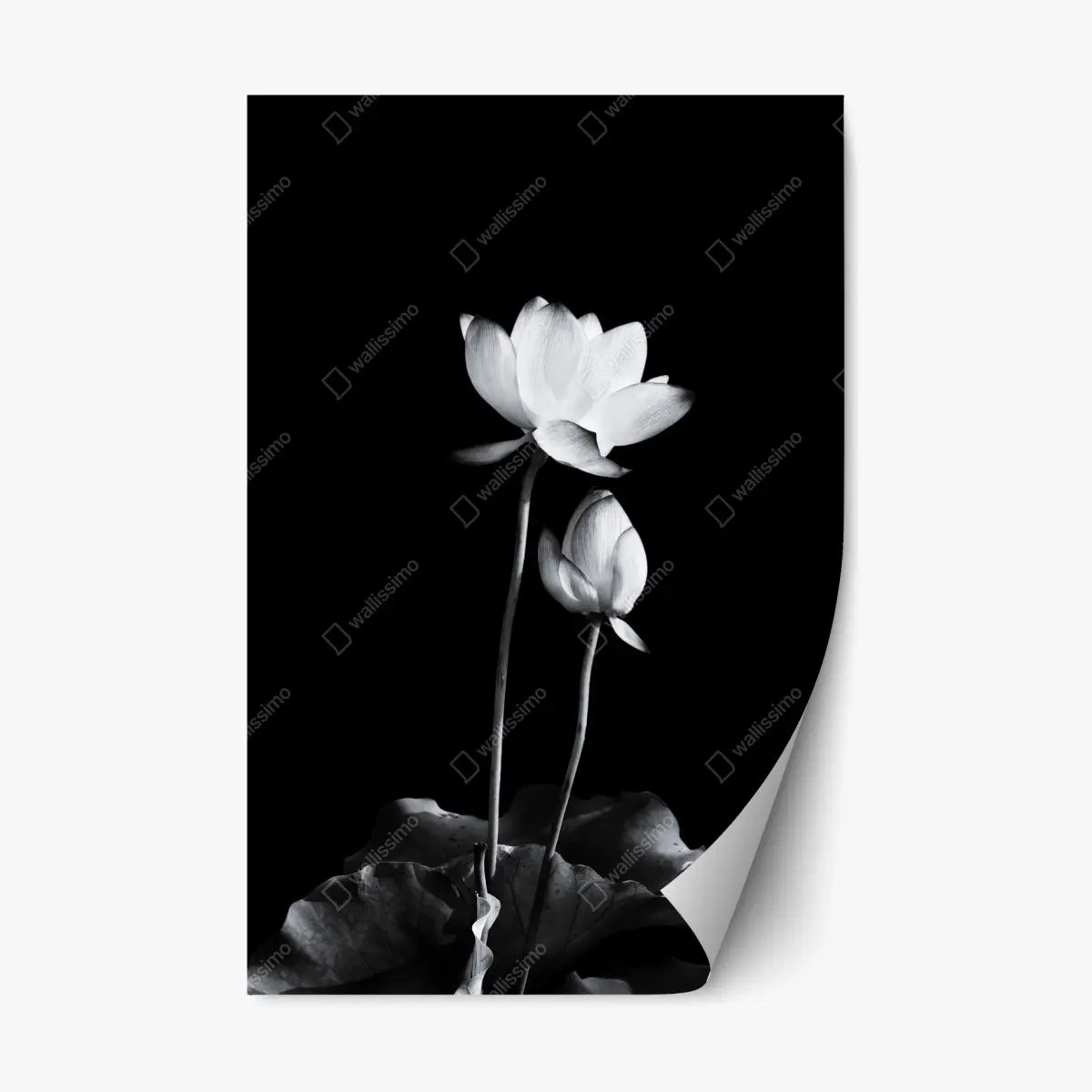 Repositionierbarer Aufkleber weißer lotus in monochrom – Pixers®