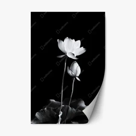Repositionierbarer Aufkleber weißer lotus in monochrom – Pixers®