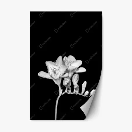 Repositionierbarer Aufkleber zarte freesie in monochrom – Pixers®