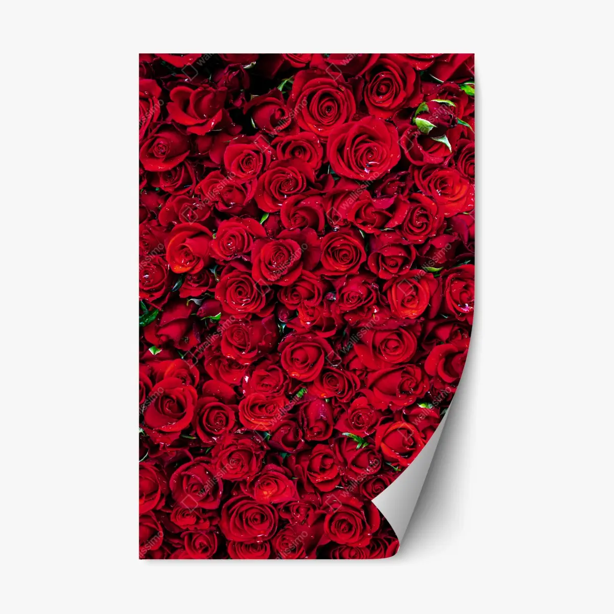 Repositionierbarer Aufkleber dichte wand aus roten rosen – Pixers®