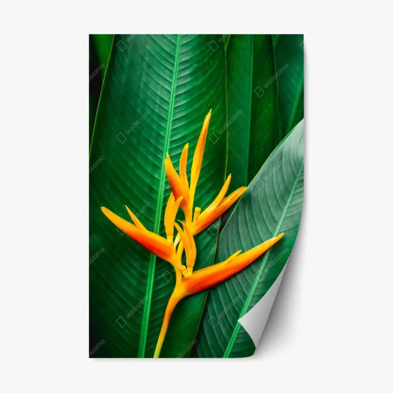 Repositionierbarer Aufkleber leuchtende heliconia vor grünen blättern