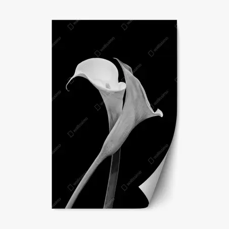 Repositionierbarer Aufkleber elegante callas in monochrom – Pixers®