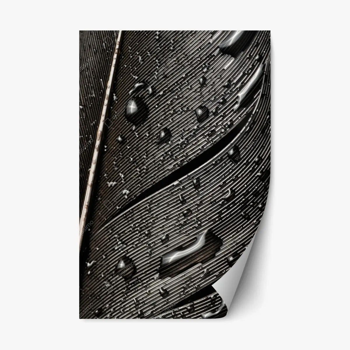Repositionierbarer Aufkleber monochrome feder mit wassertropfen – Pixers®