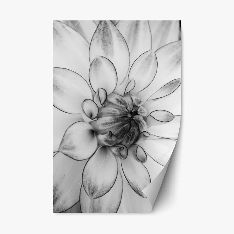 Repositionierbarer Aufkleber monochrome nahaufnahme einer dahlie