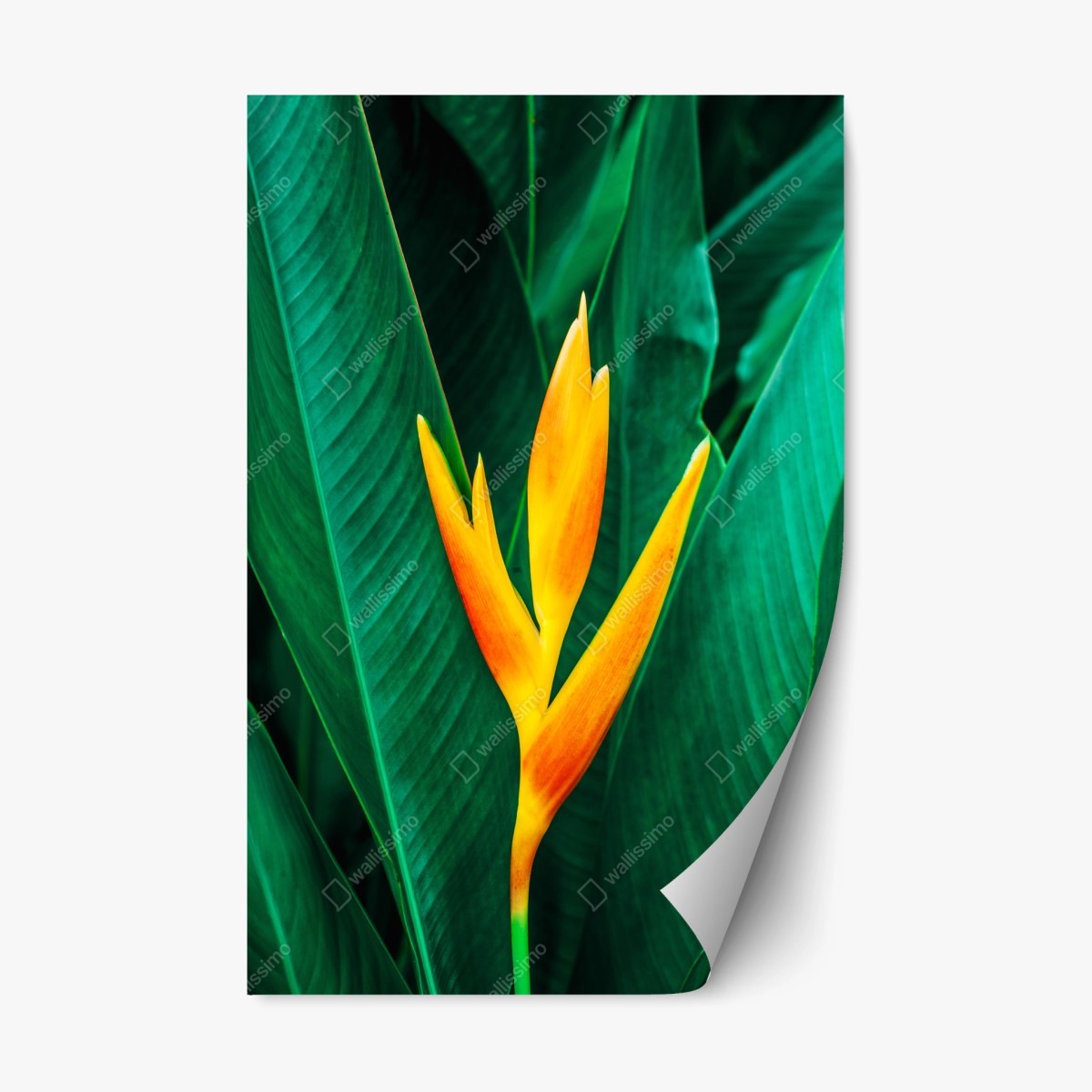 Repositionierbarer Aufkleber leuchtende tropische heliconia vor satten grünen blättern – Pixers®