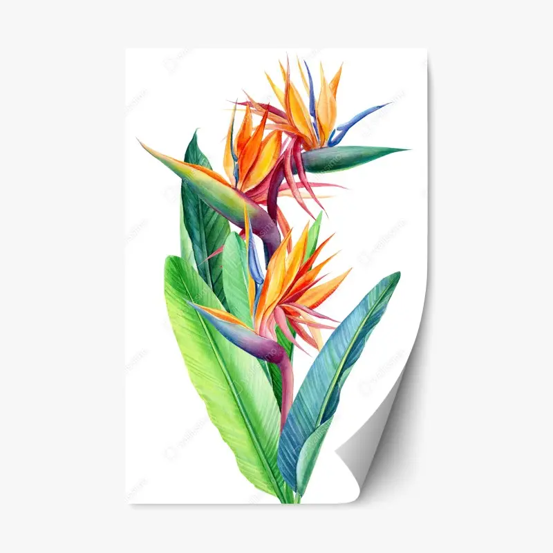Repositionierbarer Aufkleber farbenfrohe strelitzie aquarell botanisches bild