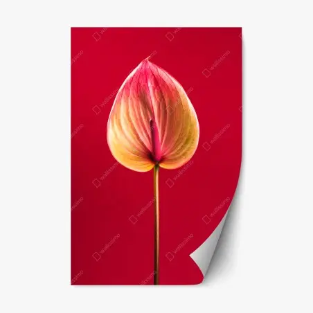Repositionierbarer Aufkleber elegantes anthurium vor rotem hintergrund – Pixers®