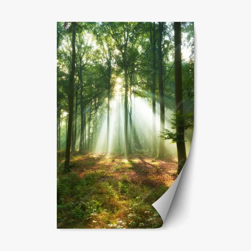 Repositionierbarer Aufkleber morgendliches licht im wald