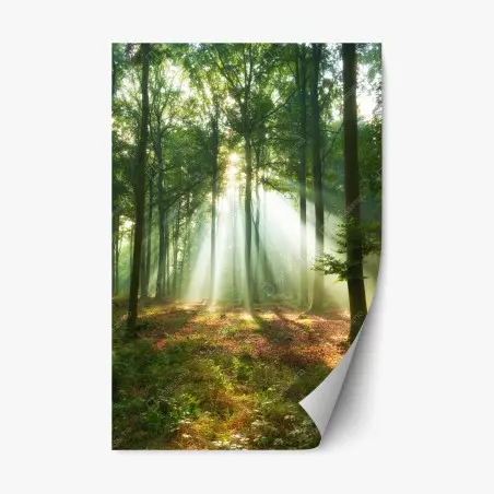 Repositionierbarer Aufkleber morgendliches licht im wald – Pixers®