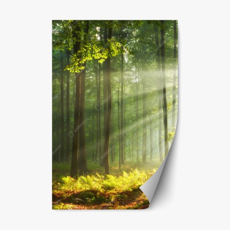 Repositionierbarer Aufkleber sonniger morgenwald – Pixers®