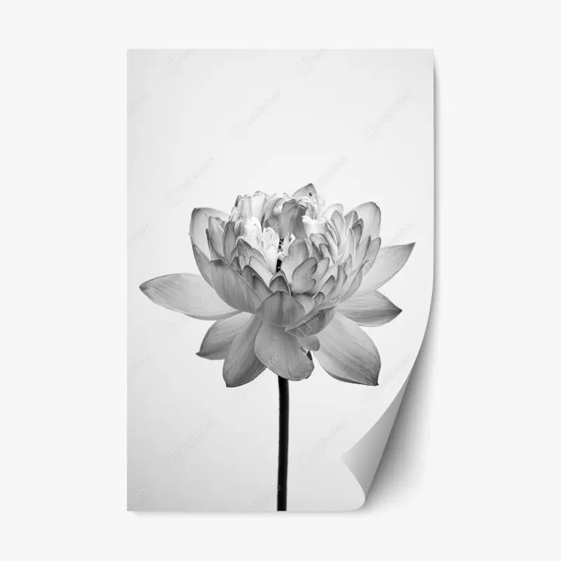 Repositionierbarer Aufkleber ruhevoller lotus in graustufen