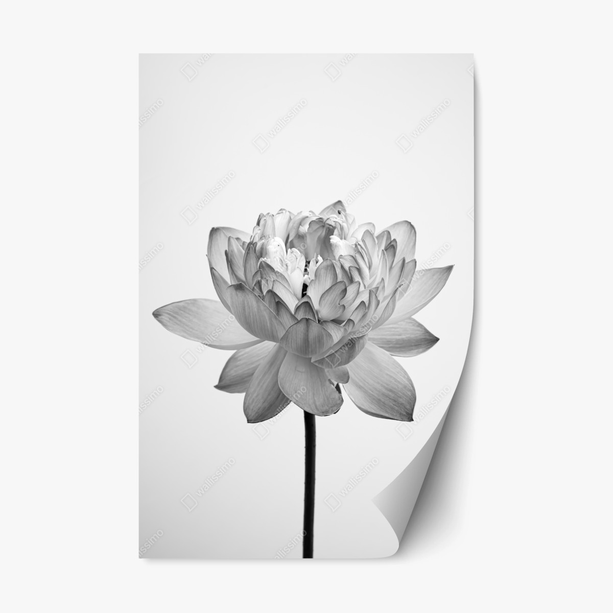 Repositionierbarer Aufkleber ruhevoller lotus in graustufen – Pixers®