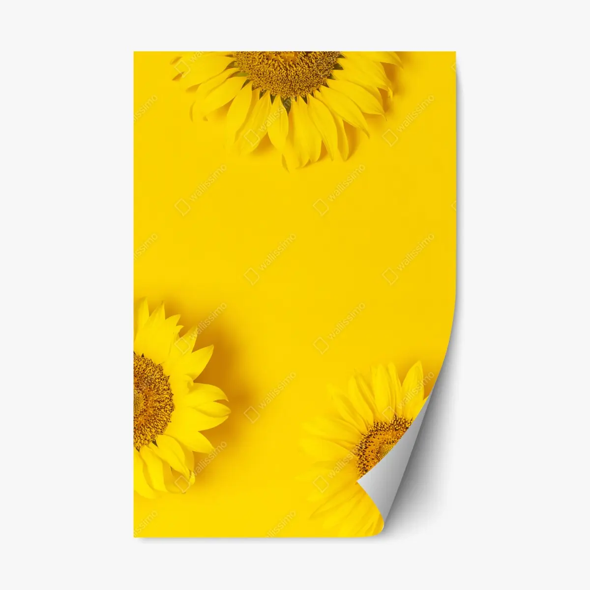 Repositionierbarer Aufkleber drei sonnenblumen auf gelbem hintergrund – Pixers®
