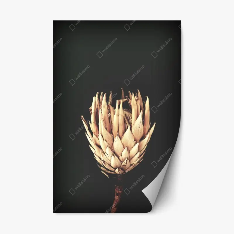 Repositionierbarer Aufkleber getrocknete protea in sepia