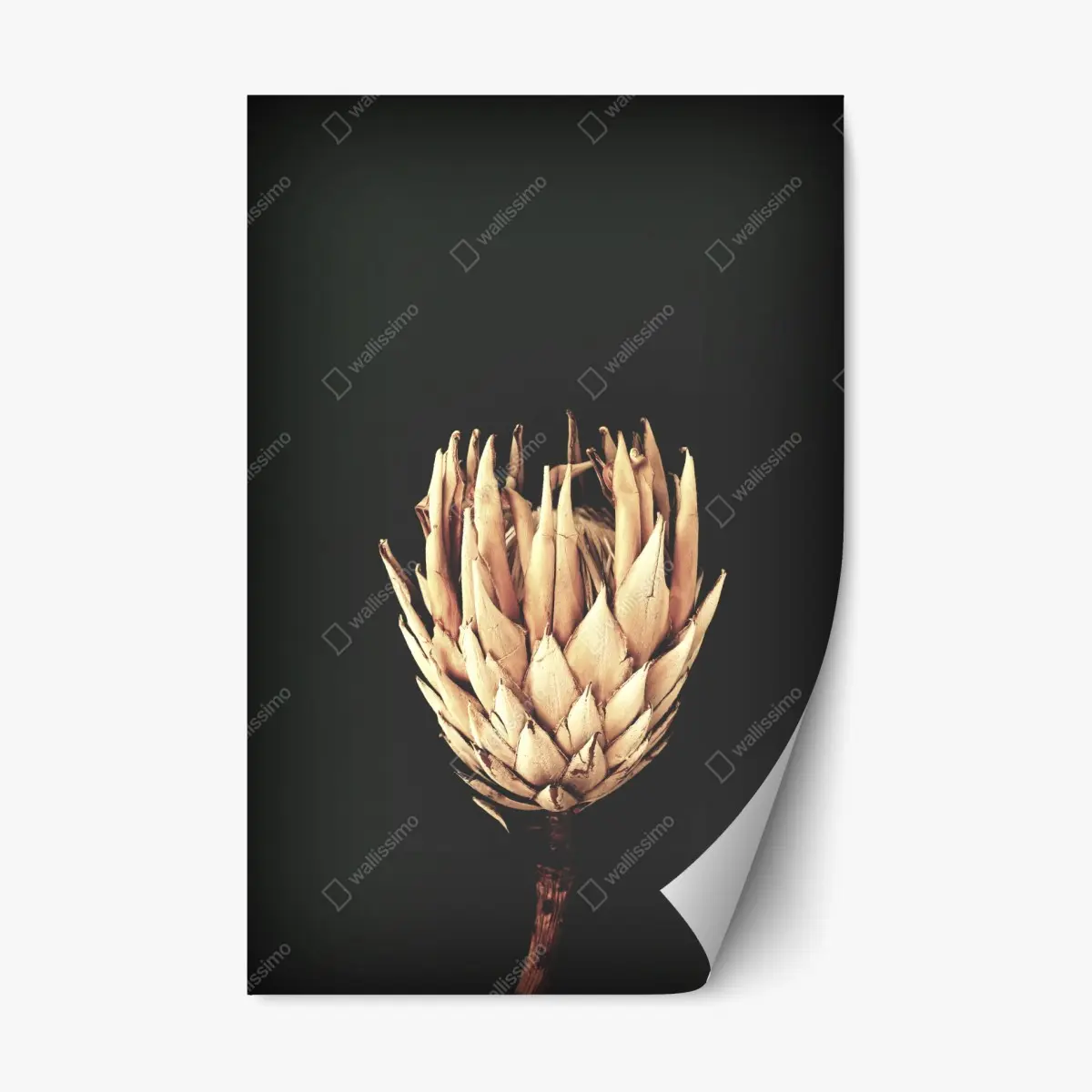 Repositionierbarer Aufkleber getrocknete protea in sepia – Pixers®