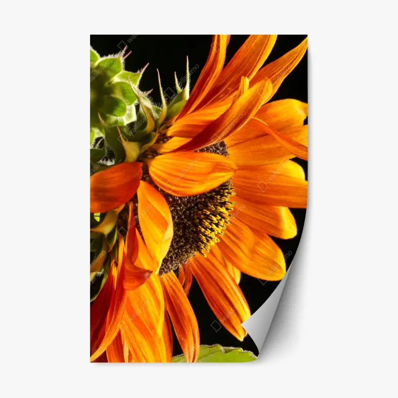 Repositionierbarer Aufkleber leuchtende orange sonnenblume nahaufnahme