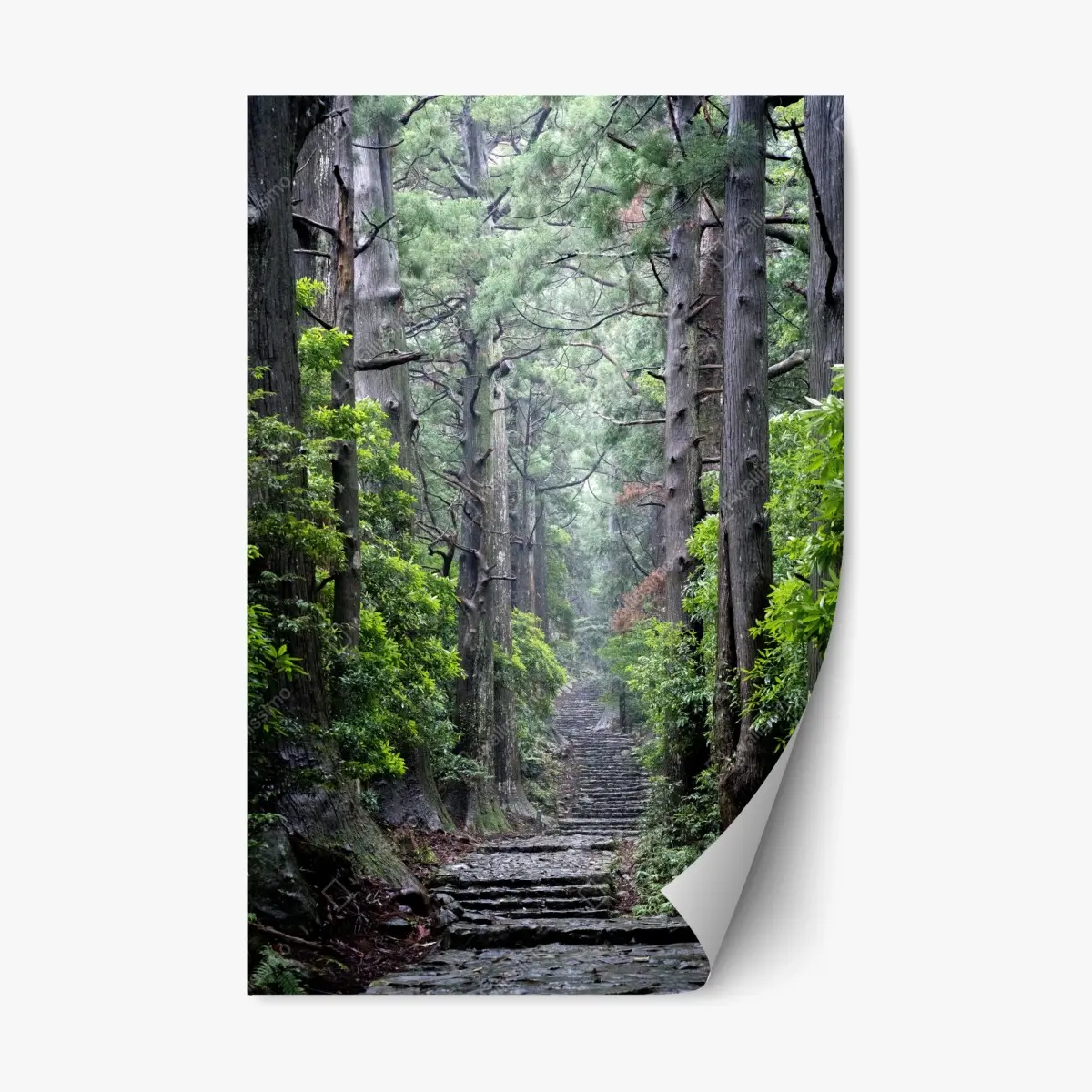 Repositionierbarer Aufkleber mystischer waldweg zwischen alten bäumen – Pixers®
