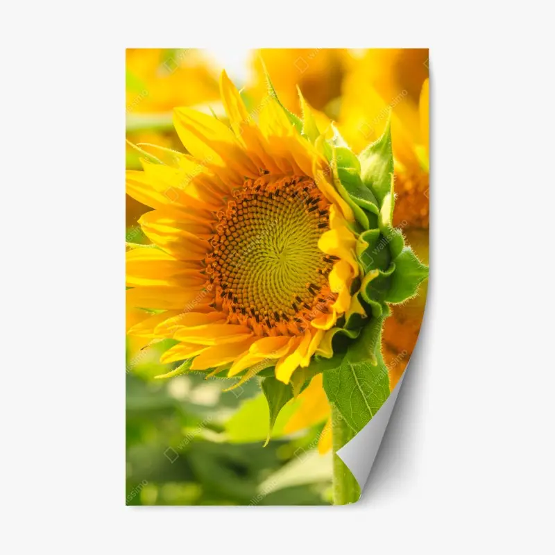 Repositionierbarer Aufkleber sonnenblume nahaufnahme