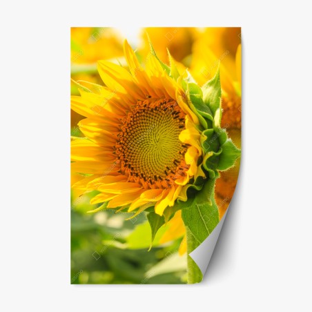 Repositionierbarer Aufkleber sonnenblume nahaufnahme – Pixers®