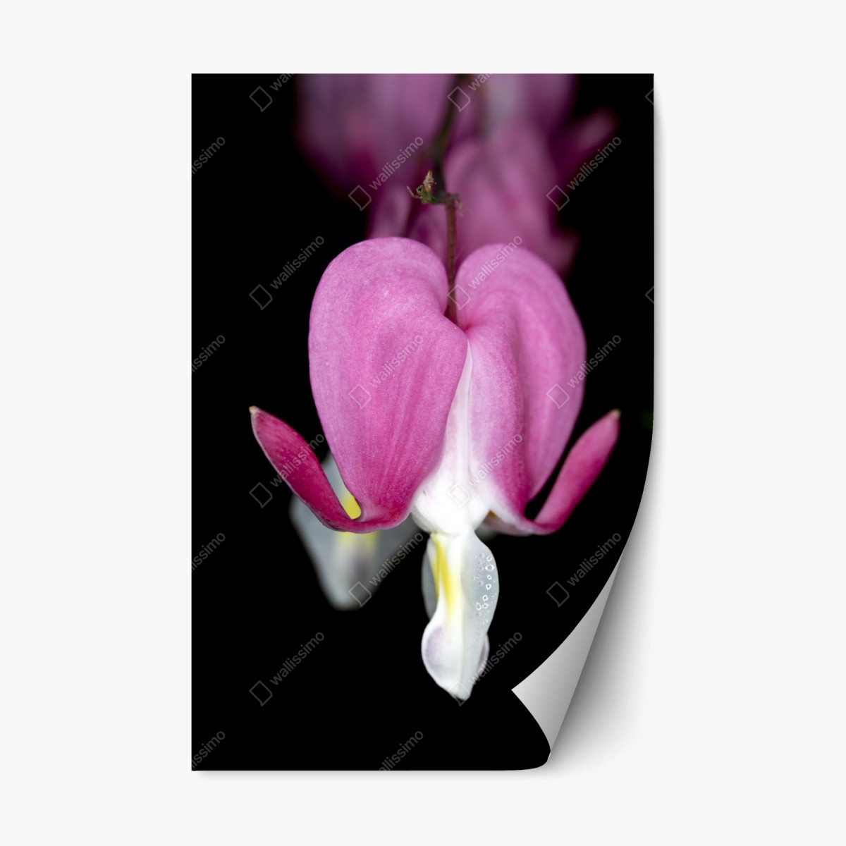 Repositionierbarer Aufkleber zartes rosa herzblüte nahaufnahme – Pixers®
