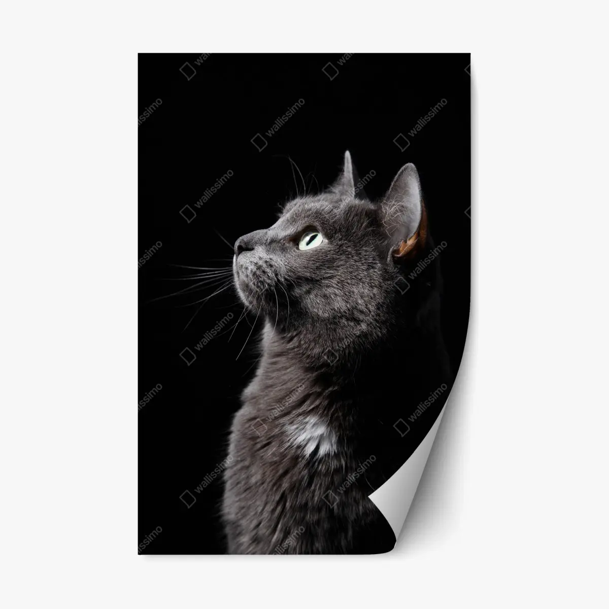 Repositionierbarer Aufkleber elegantes porträt einer grauen katze – Pixers®