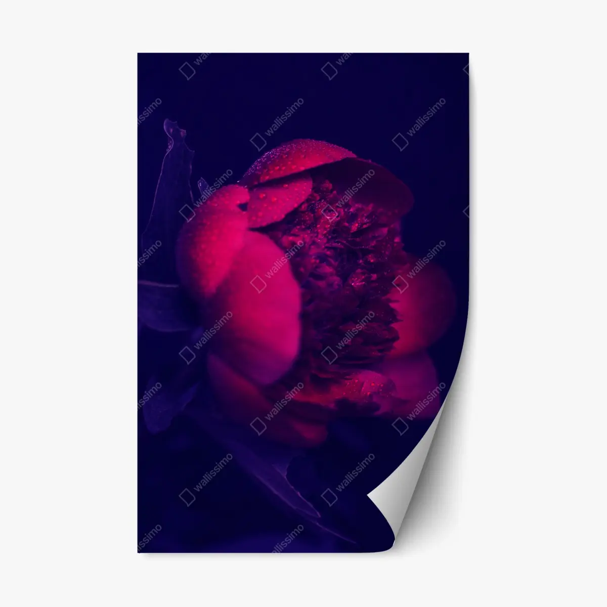 Repositionierbarer Aufkleber stimmungsvolle rosa pfingstrose nahaufnahme – Pixers®