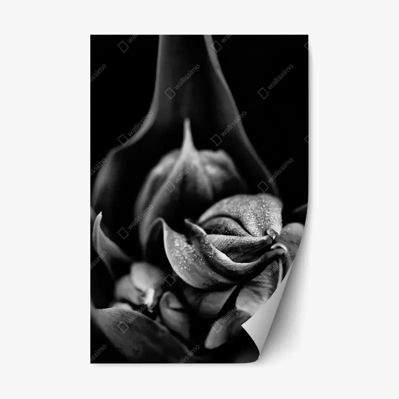 Repositionierbarer Aufkleber monochrome nahaufnahme blüte mit tau
