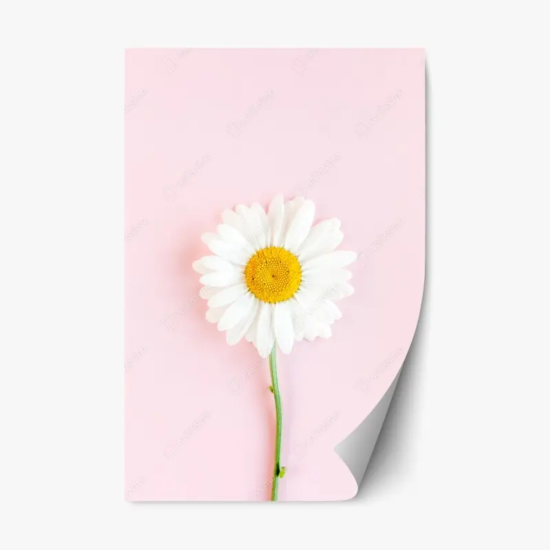 Repositionierbarer Aufkleber weißes gänseblümchen auf pastellrosa hintergrund