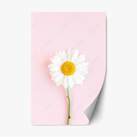 Repositionierbarer Aufkleber weißes gänseblümchen auf pastellrosa hintergrund – Pixers®