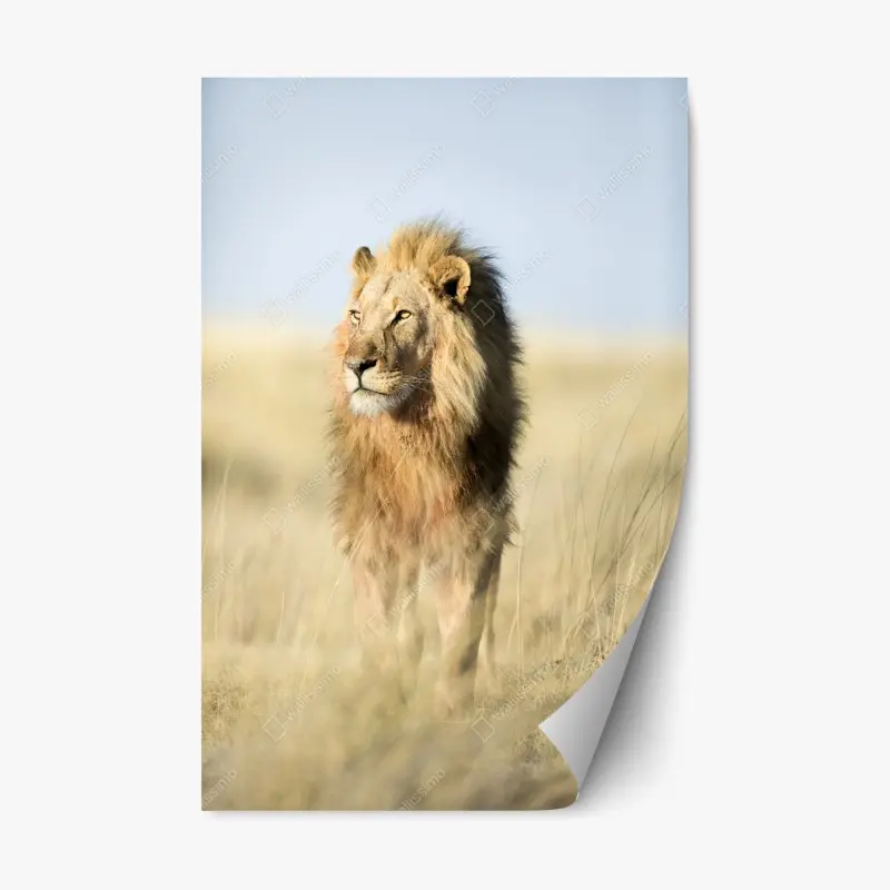 Repositionierbarer Aufkleber majestätischer löwe in der steppe