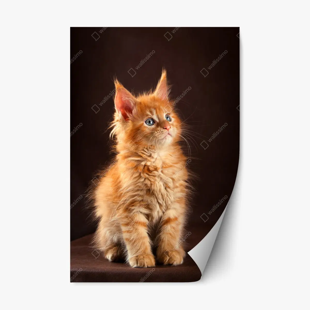 Repositionierbarer Aufkleber niedliches rotes kätzchenportrait – Pixers®
