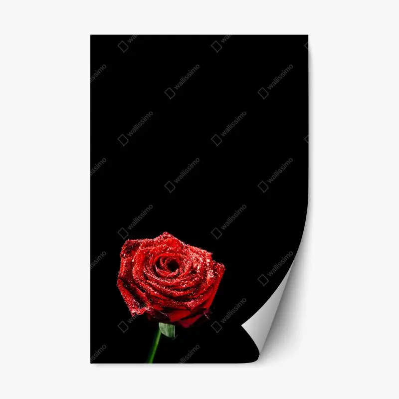 Repositionierbarer Aufkleber rote rose mit tautröpfchen vor schwarzem hintergrund