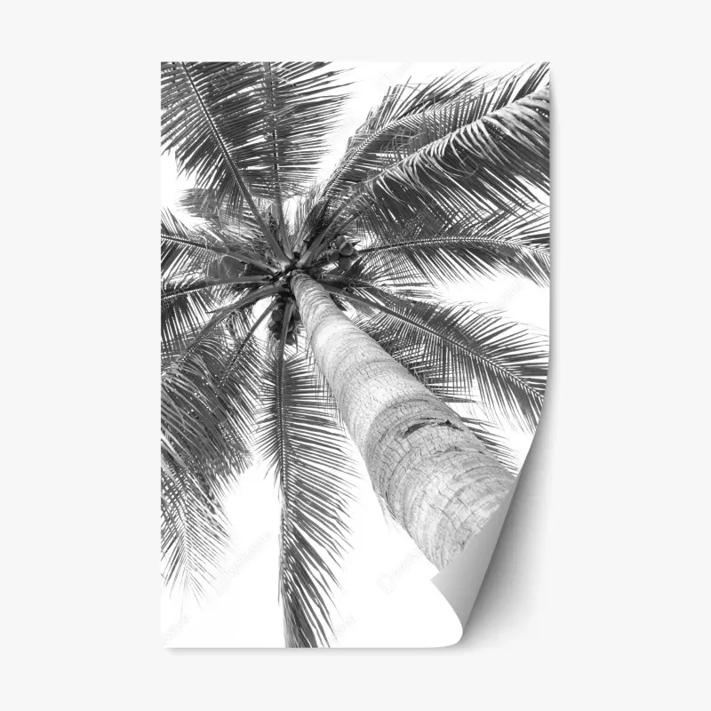 Repositionierbarer Aufkleber monochrome palme aus der froschperspektive