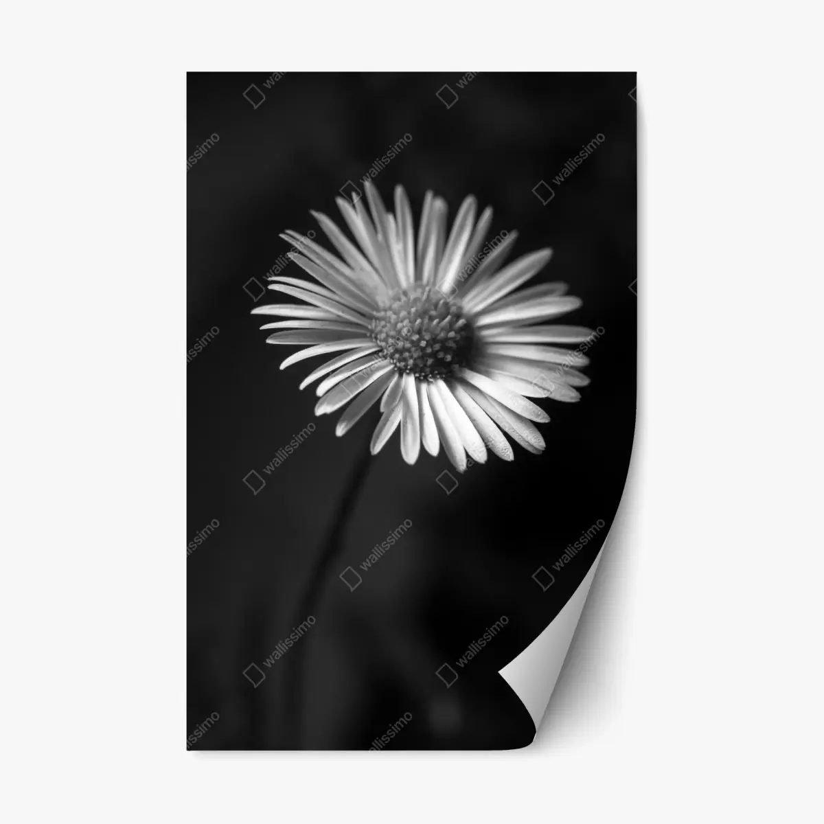 Repositionierbarer Aufkleber monochromes gänseblümchen nahaufnahme – Pixers®