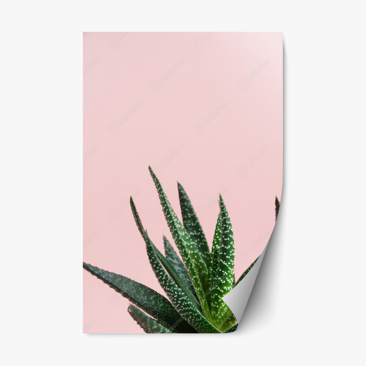 Repositionierbarer Aufkleber grüner aloes auf rosa hintergrund – Pixers®