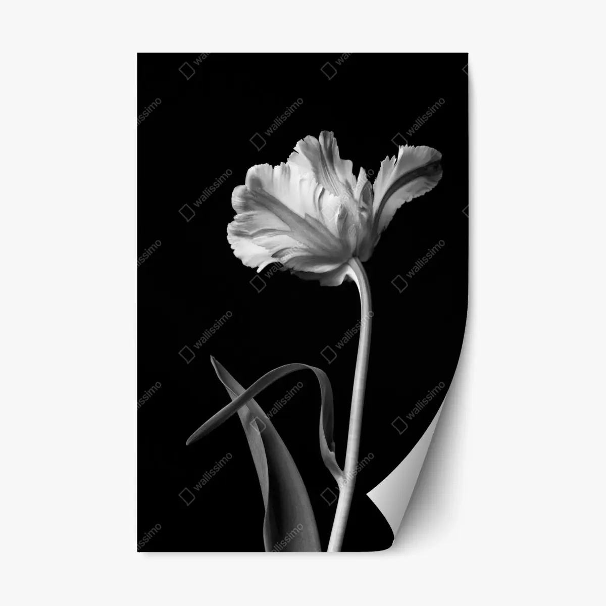 Repositionierbarer Aufkleber elegante monochrome tulpe – Pixers®