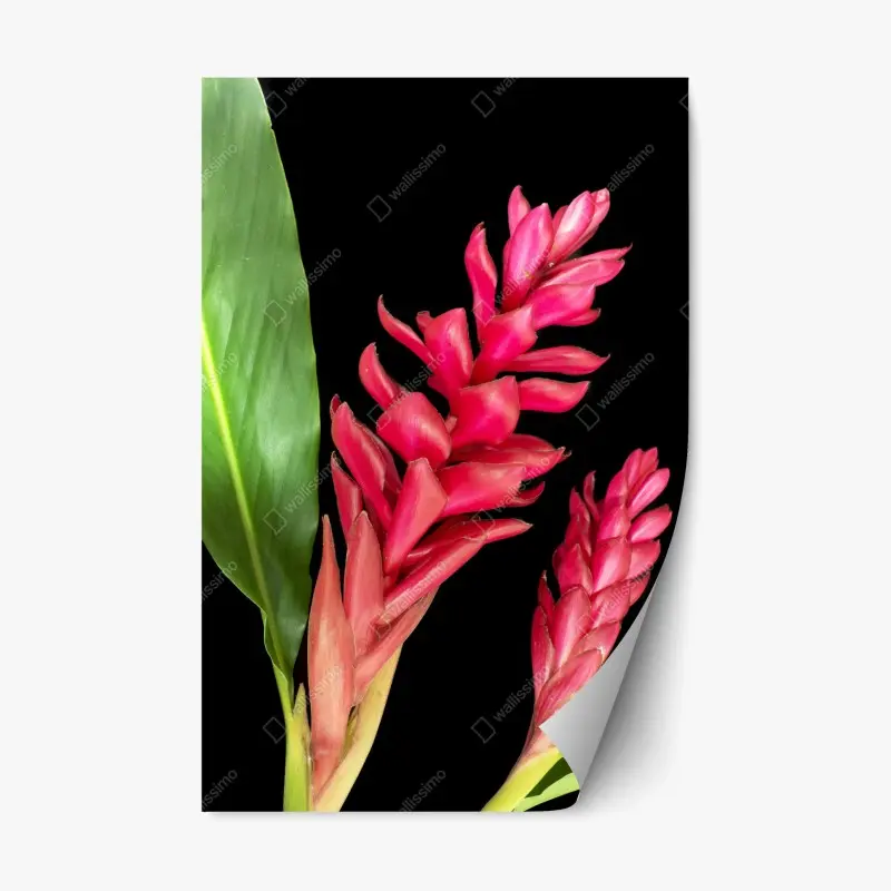 Repositionierbarer Aufkleber leuchtende zier-ingwer-blüte auf schwarzem hintergrund