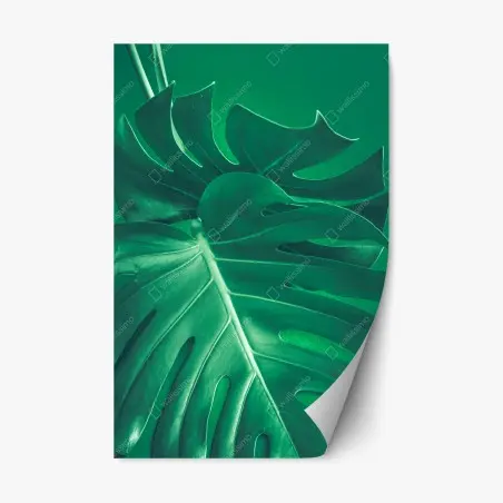 Repositionierbarer Aufkleber prächtiges monstera-blatt nahaufnahme – Pixers®
