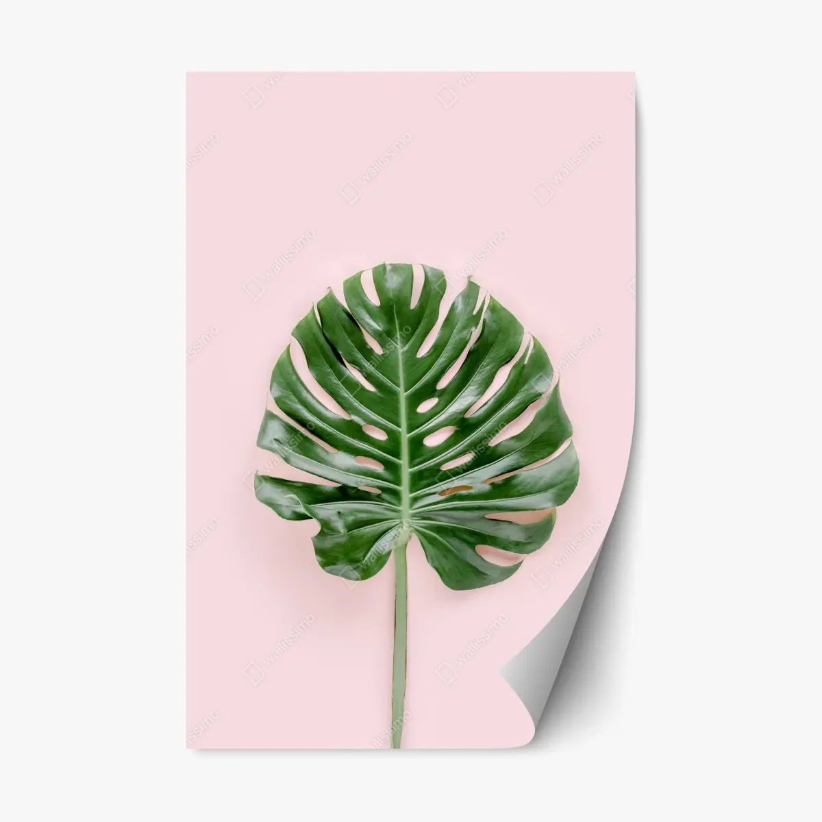 Repositionierbarer Aufkleber monstera-blatt auf pastell-rosa hintergrund – Pixers®