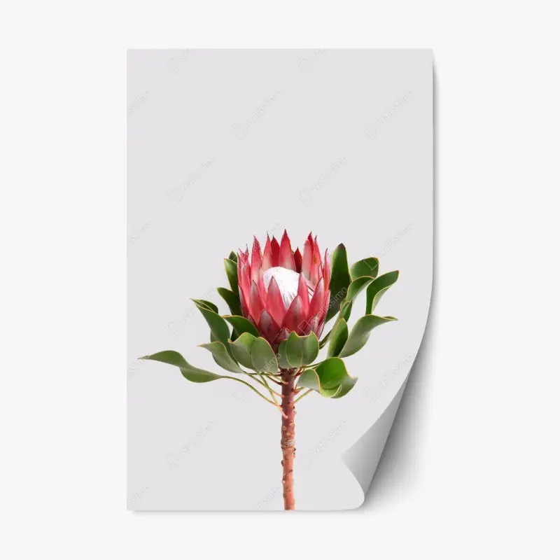 Repositionierbarer Aufkleber rosa protea auf neutralem hintergrund