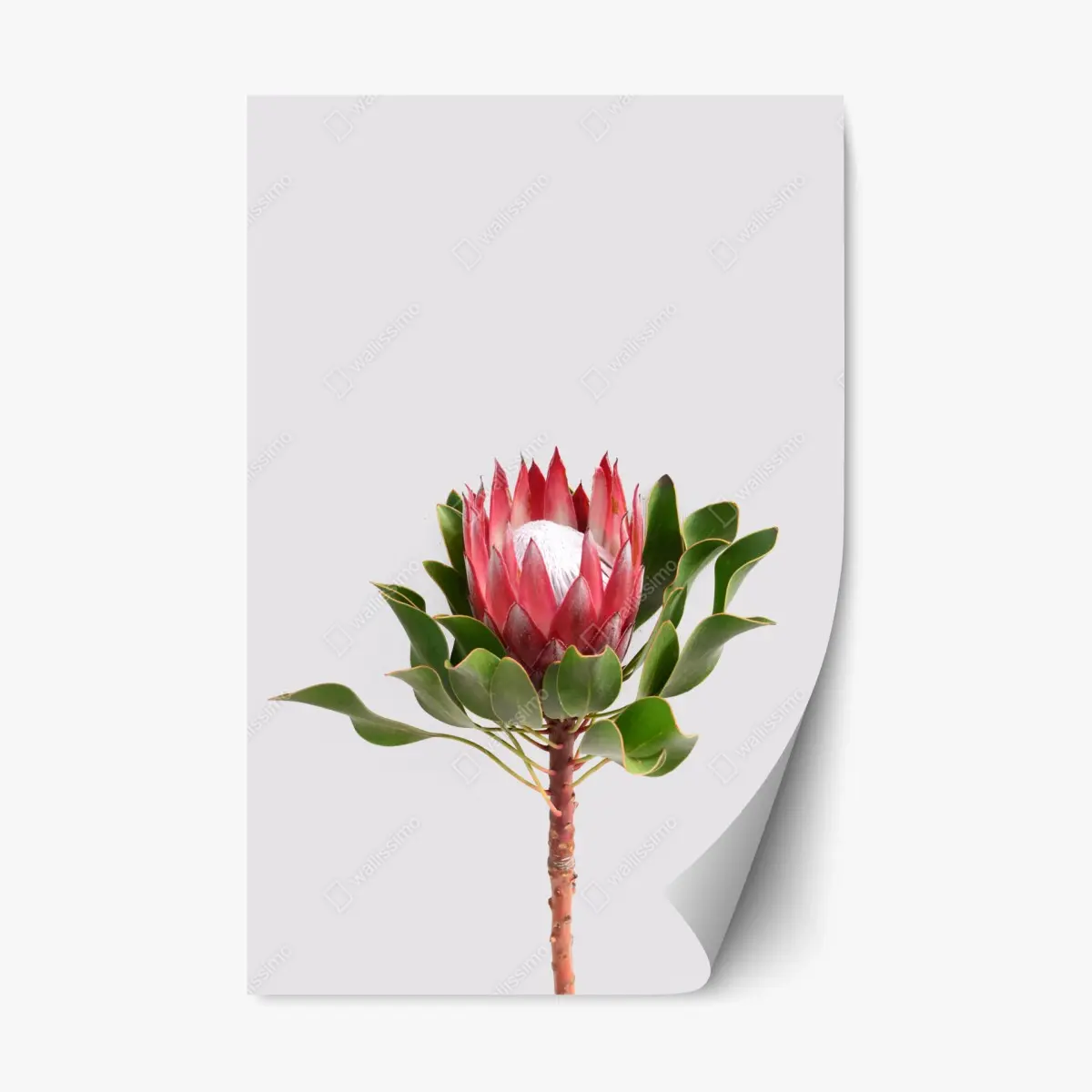 Repositionierbarer Aufkleber rosa protea auf neutralem hintergrund – Pixers®
