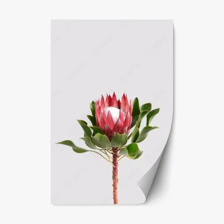 Repositionierbarer Aufkleber rosa protea auf neutralem hintergrund – Pixers®